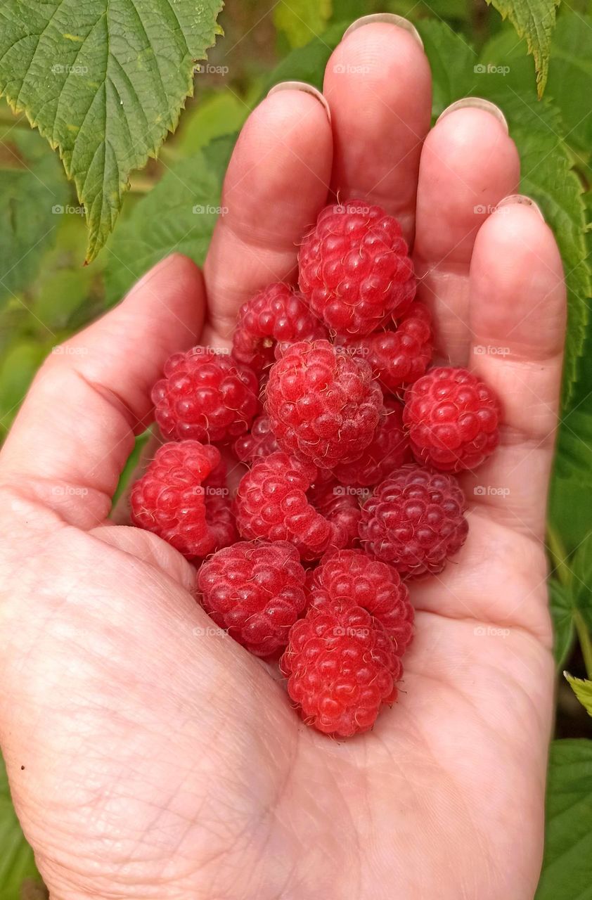 raspberries in the hand close up in garden tasty summer food