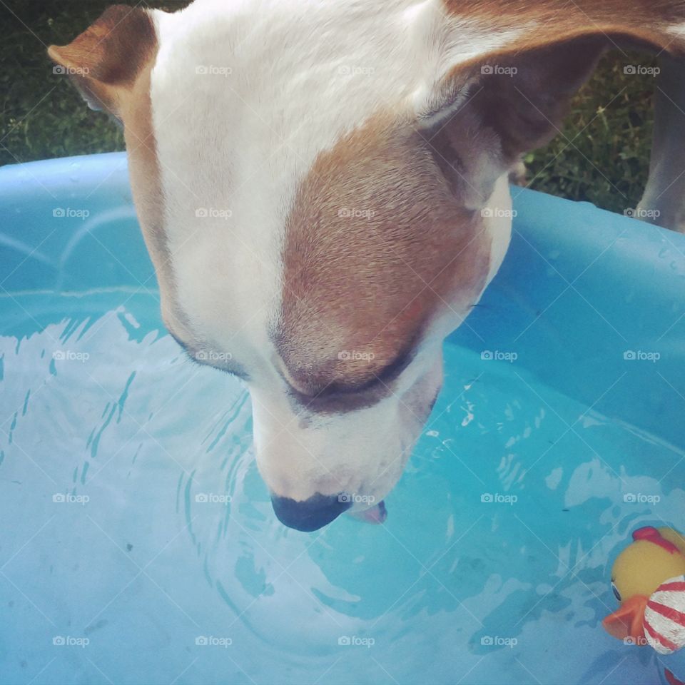 Sansa drinking pool water