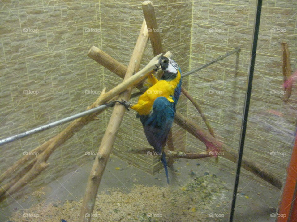 Big parrot yellow and blue