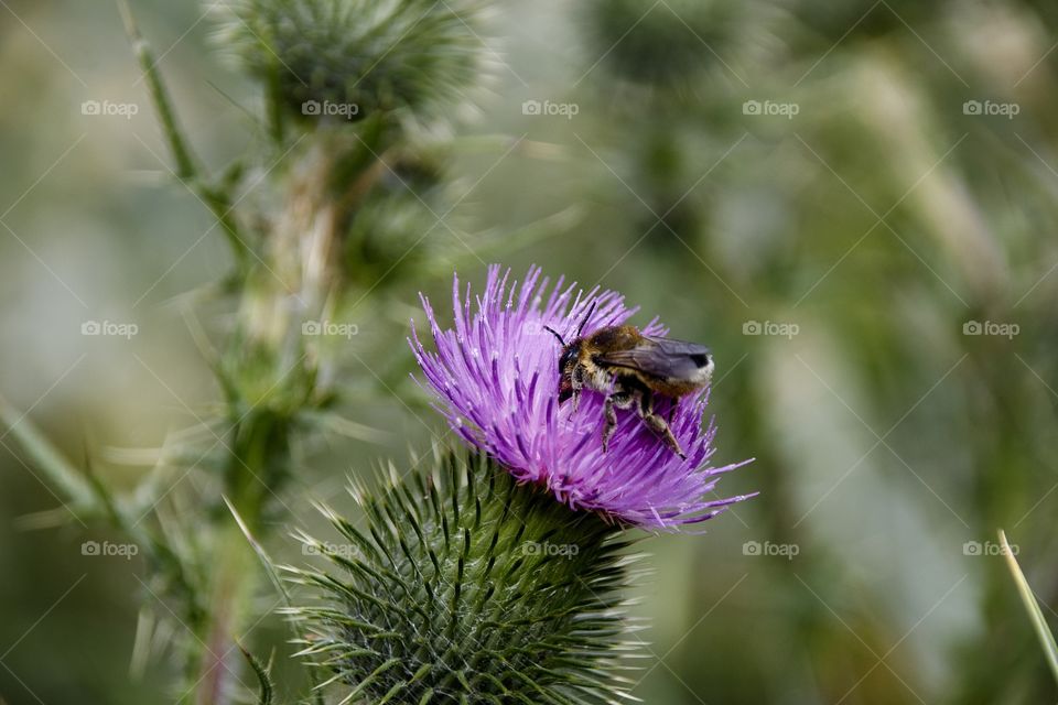 close up of a thistle