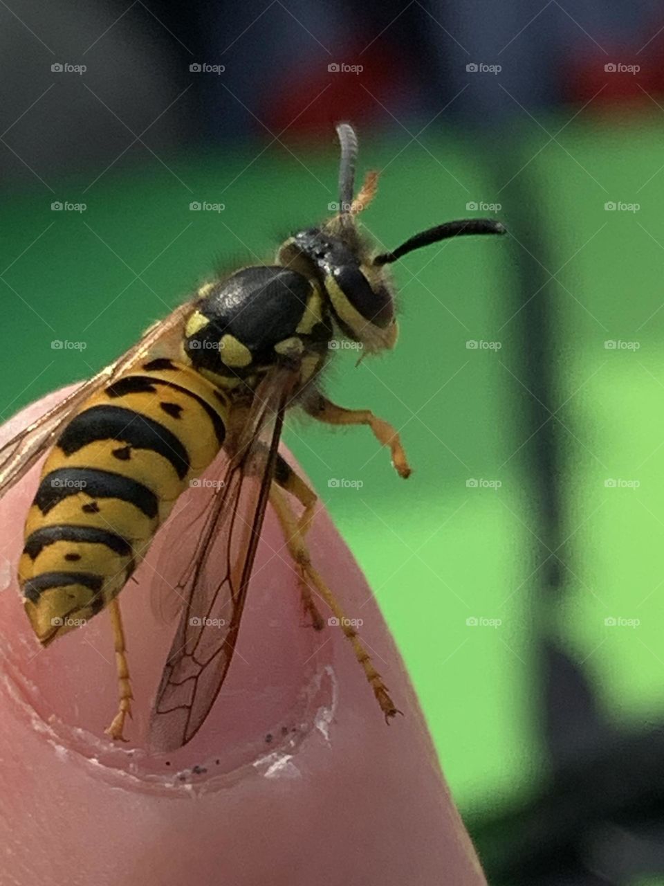 Bee landing on finger 