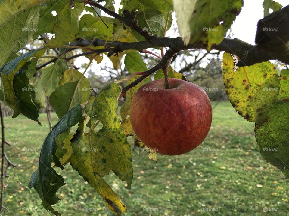 Close-up of apple