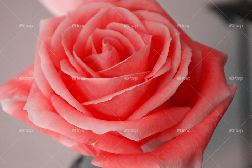 Pink Rose