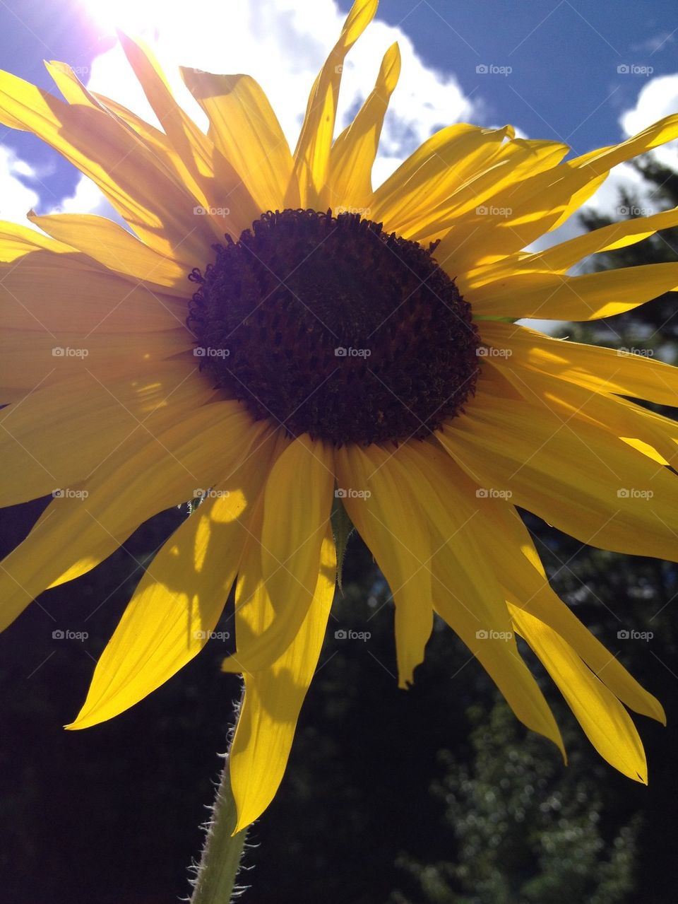 SUNFLOWER DAYTIME SUNLIT