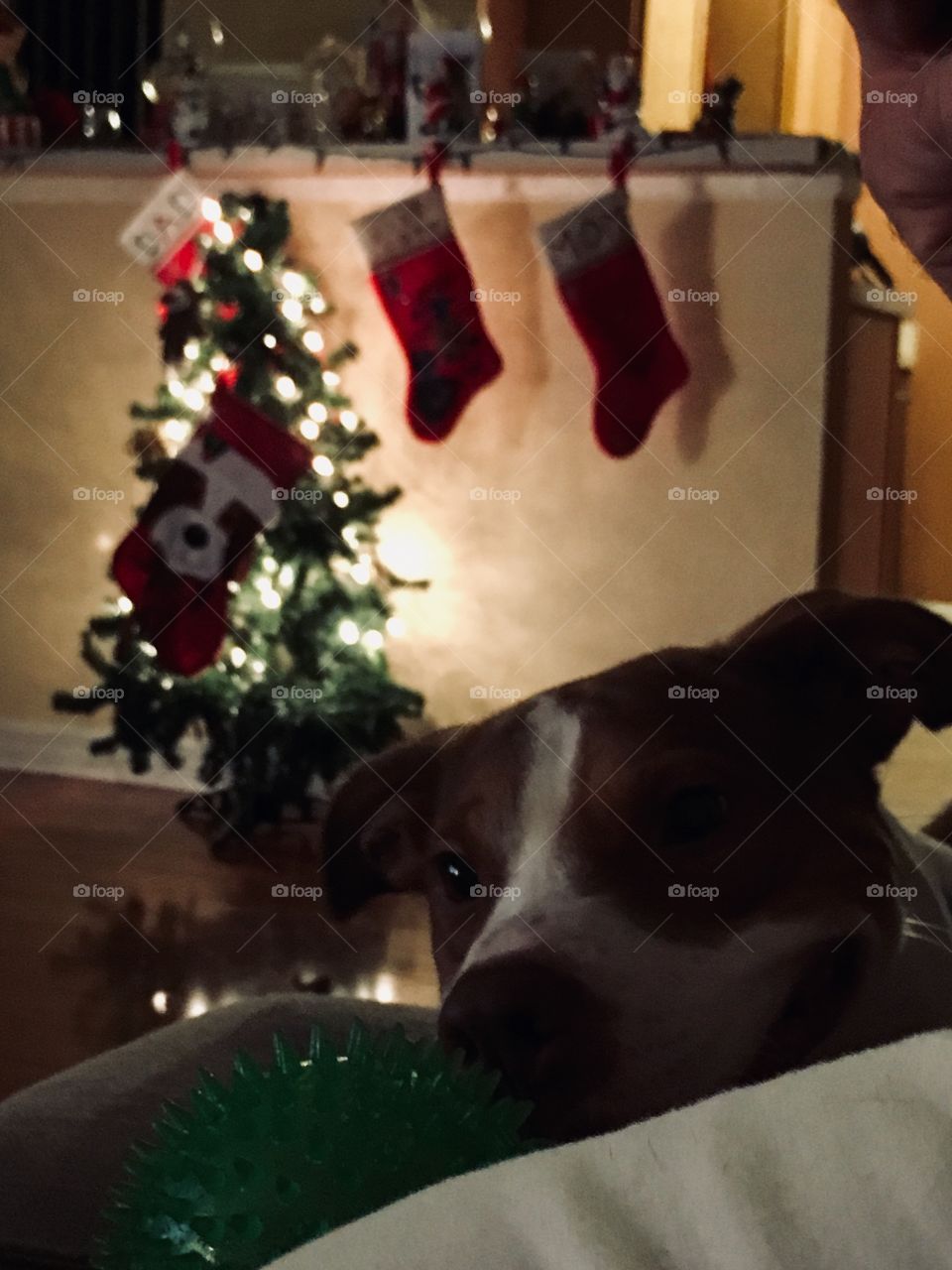 Christmas wishes and milk bone dreams 🐶