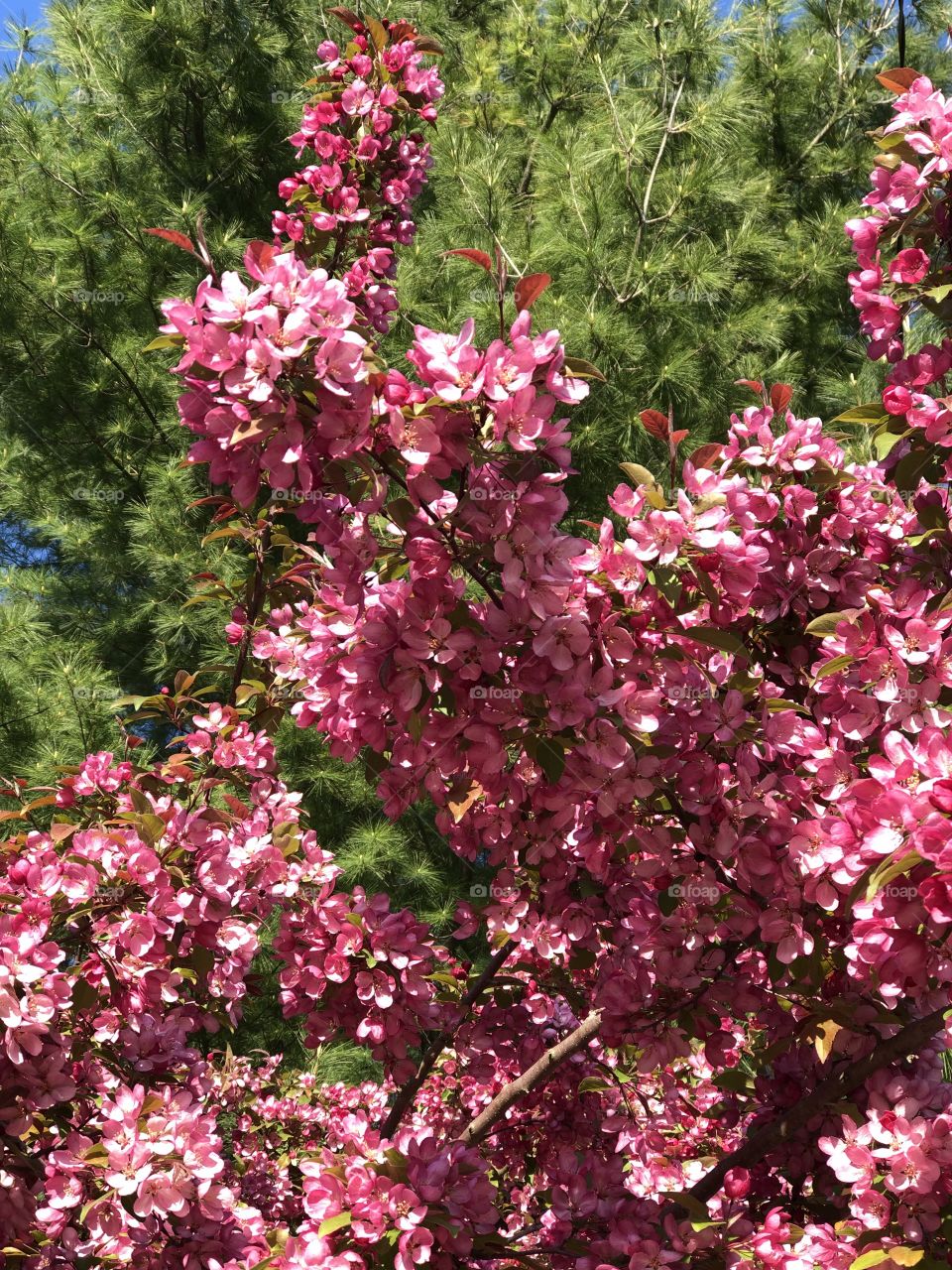 Spring time flower tree