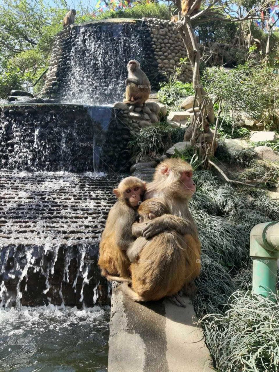 monkeys in india