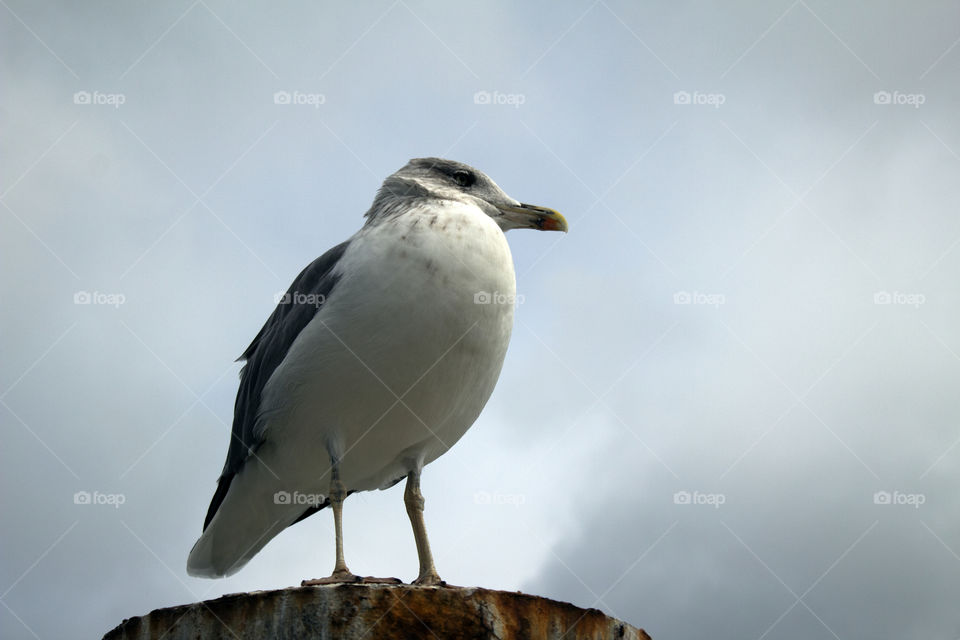 Seagull on the pier