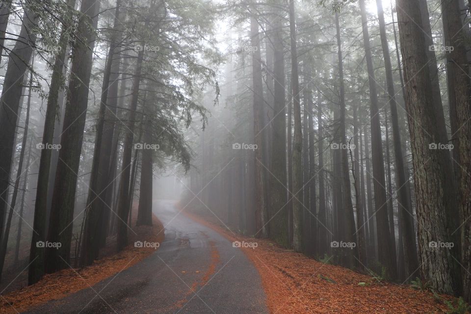 Fallen leaves on the road