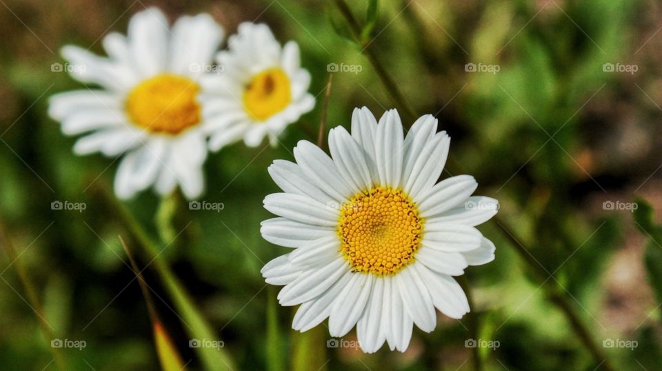 daisy and daisy in the background