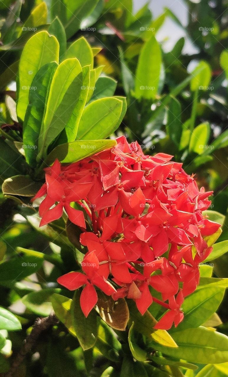 Ixora coccinea, the red color flowers make a beautiful contrast between it green leaves under sun.