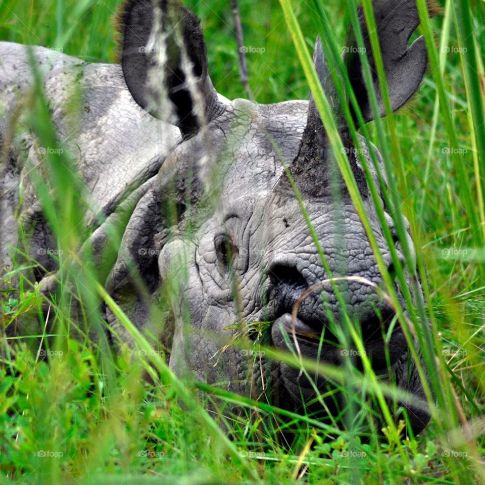 Greater one-horned rhino, Bardia National Park Nepal