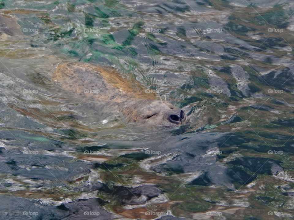Harbor seal enjoying a swim. 
