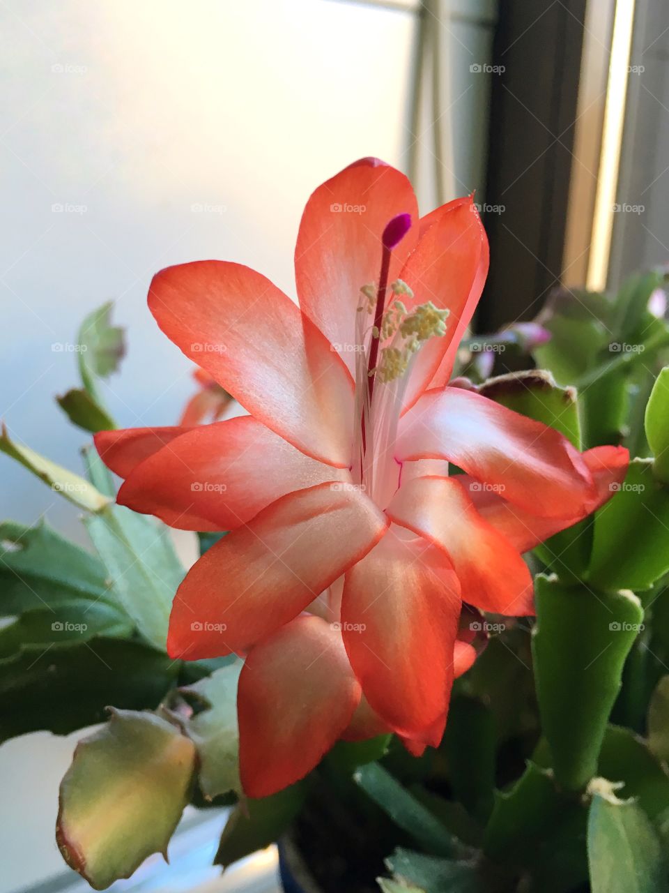 Flor del cactus de navidad, suculenta de flores rojas