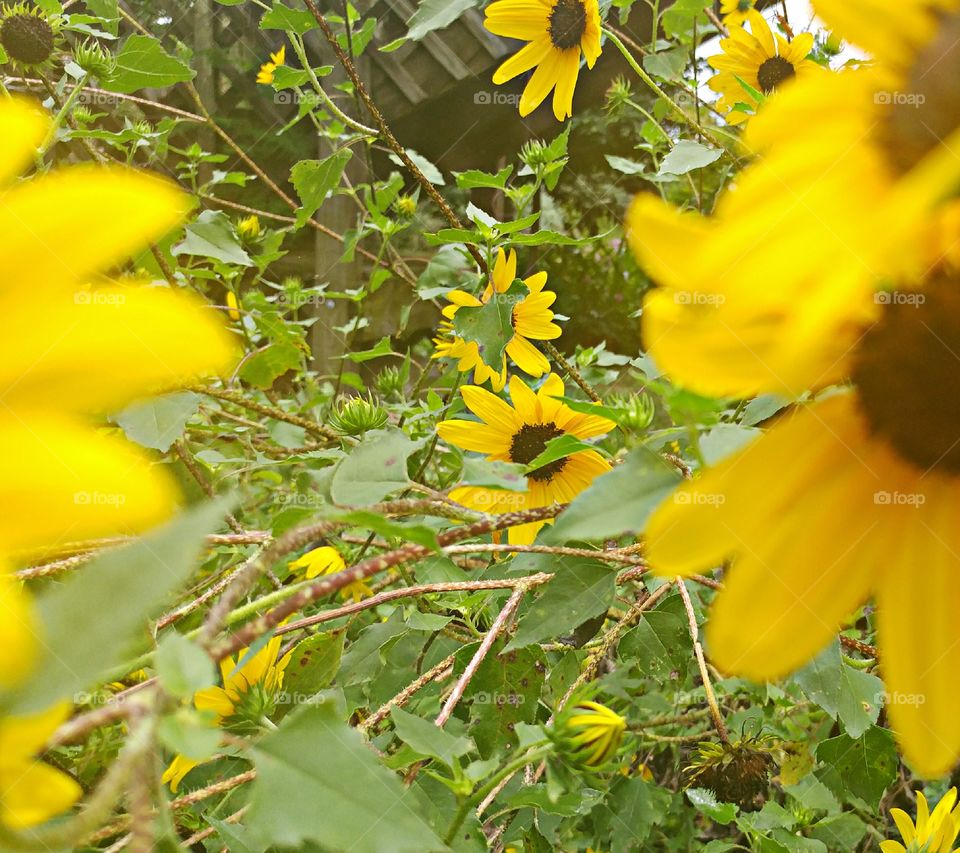 Sunflowers everywhere