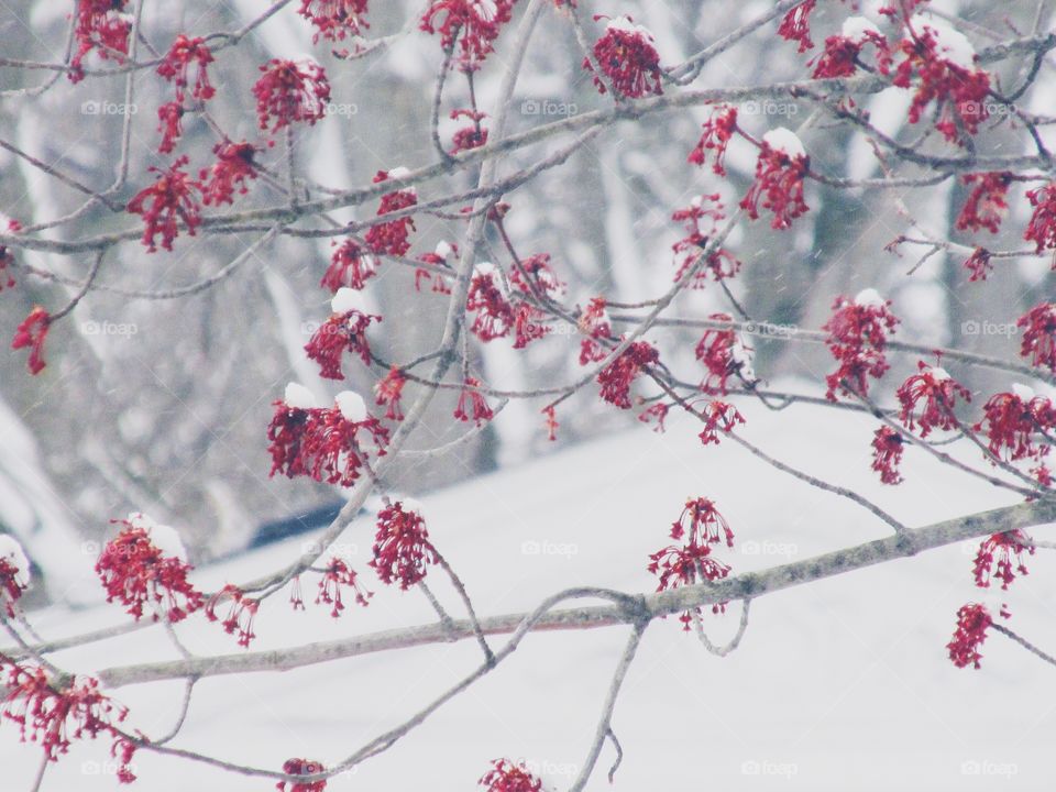Snowy Tree Blossoms