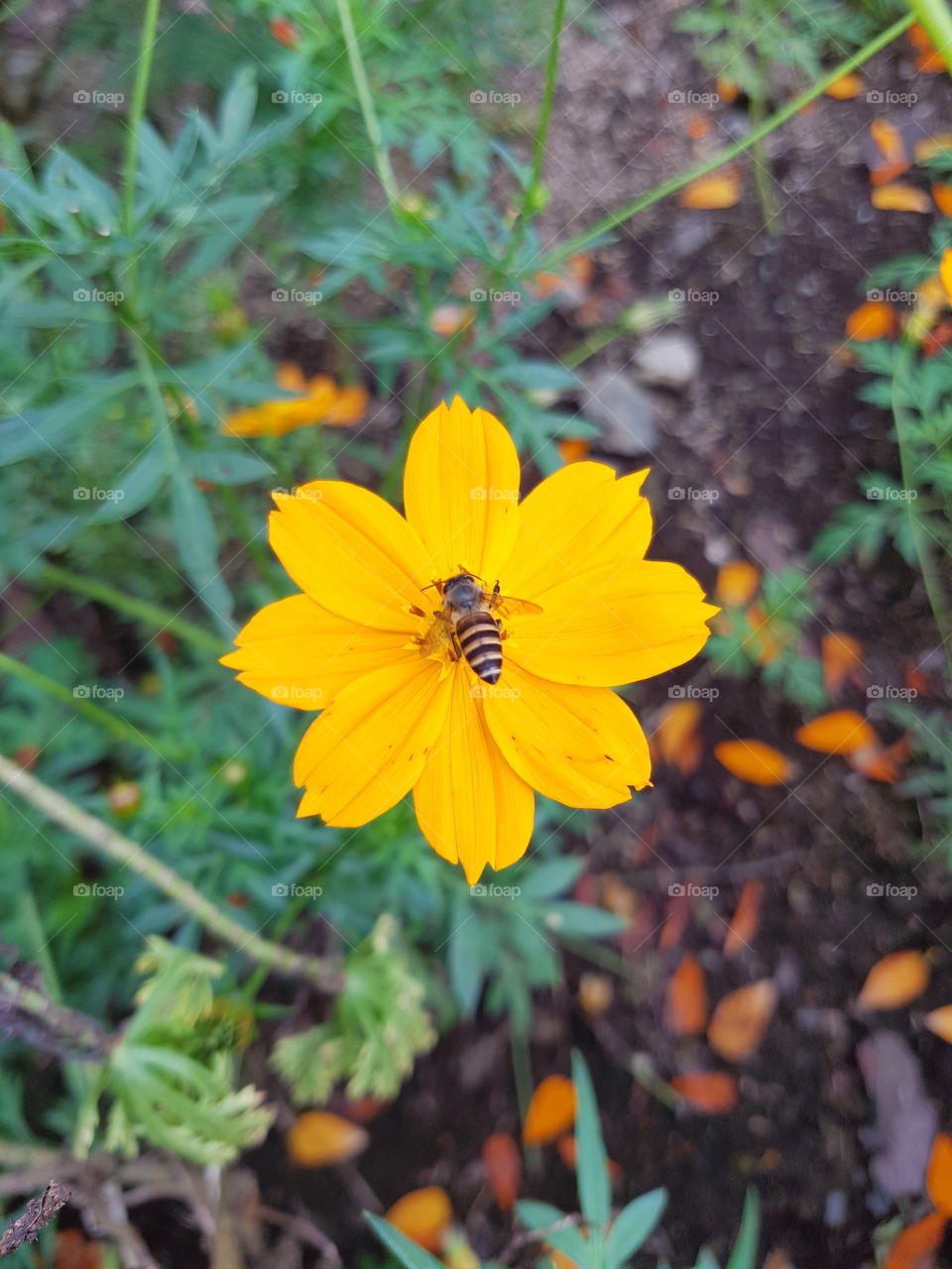 bee