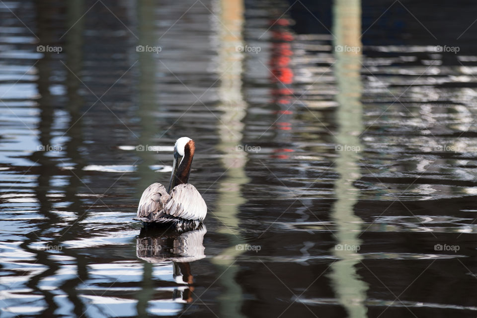 Water, Lake, Bird, Reflection, Pool