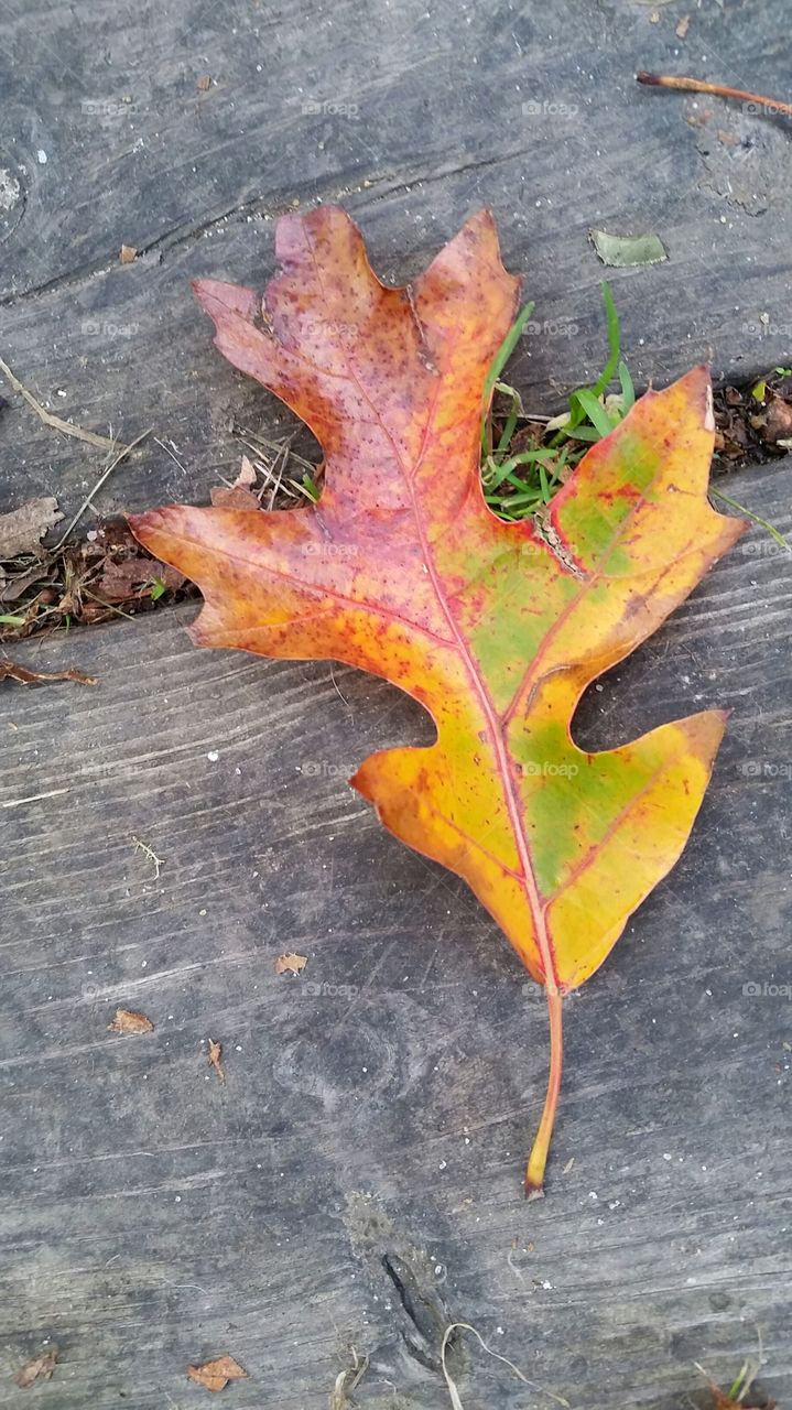 fall leaf