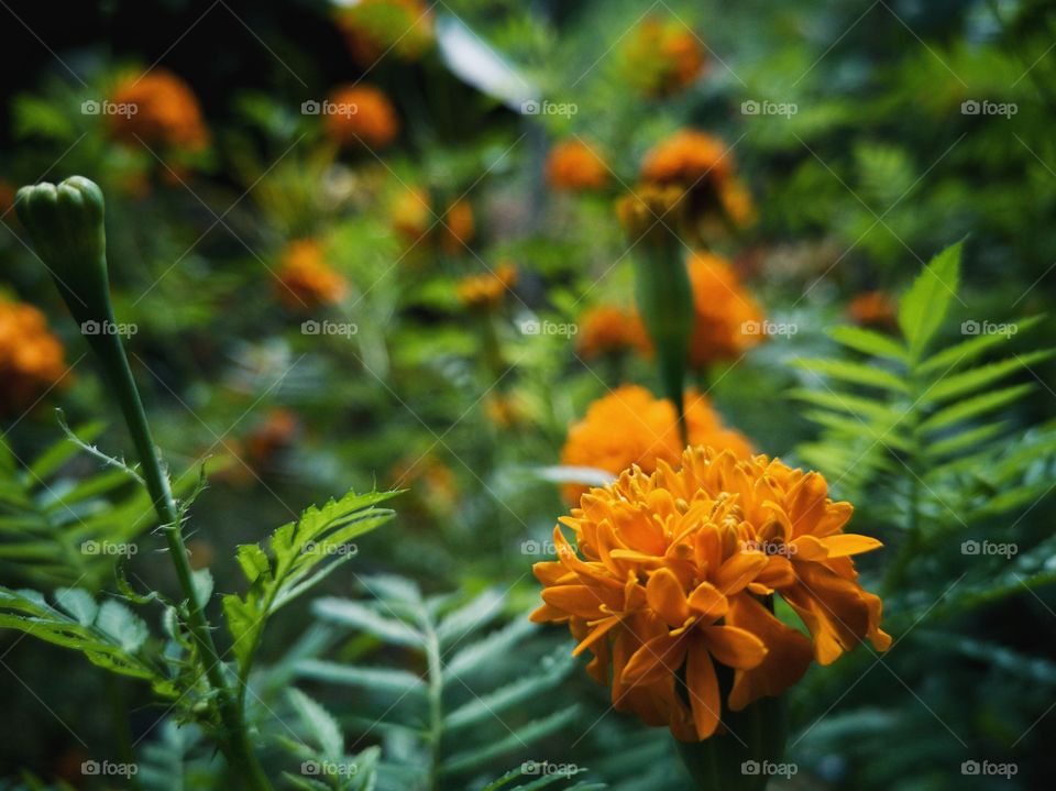 Marigold flower