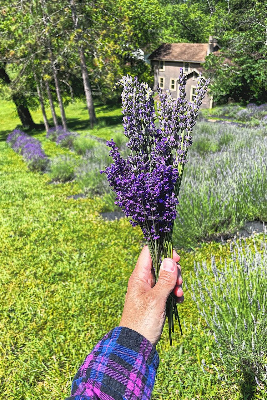 Picking lavender in fields, lavender field on a farm, picking freshly grown flowers, flowers on a farm 