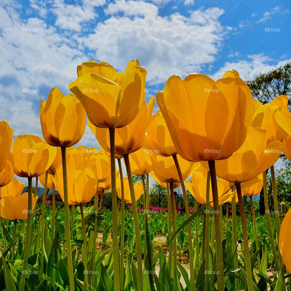 Tulips from the ground