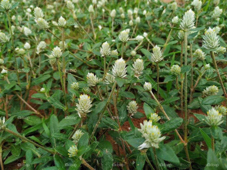 White Mulla Mulla feathery flowerheads, Ptilotus exaltatus, family Amaranthaceae. Endemic to arid and semi-arid regions of India. Spring and summer flowering.