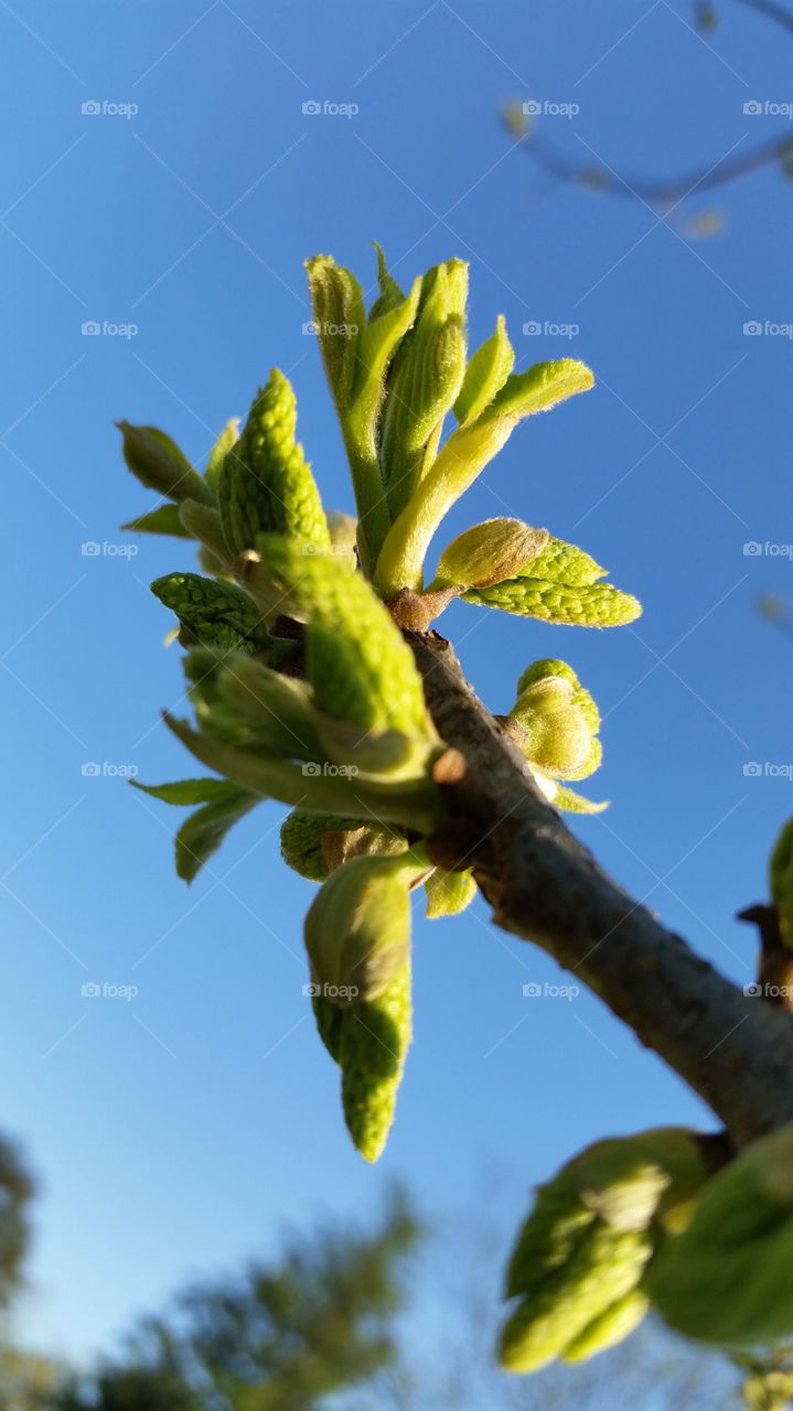 close up tree branch