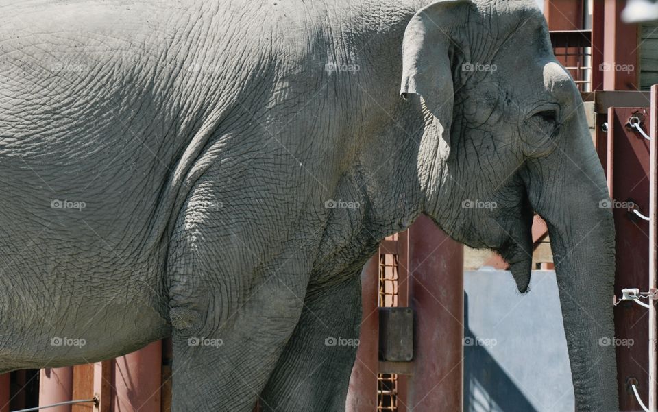 Elephant in captivity.