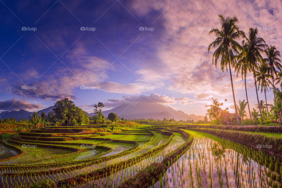 the beauty of the morning panorama with the sun rising over the rice fields