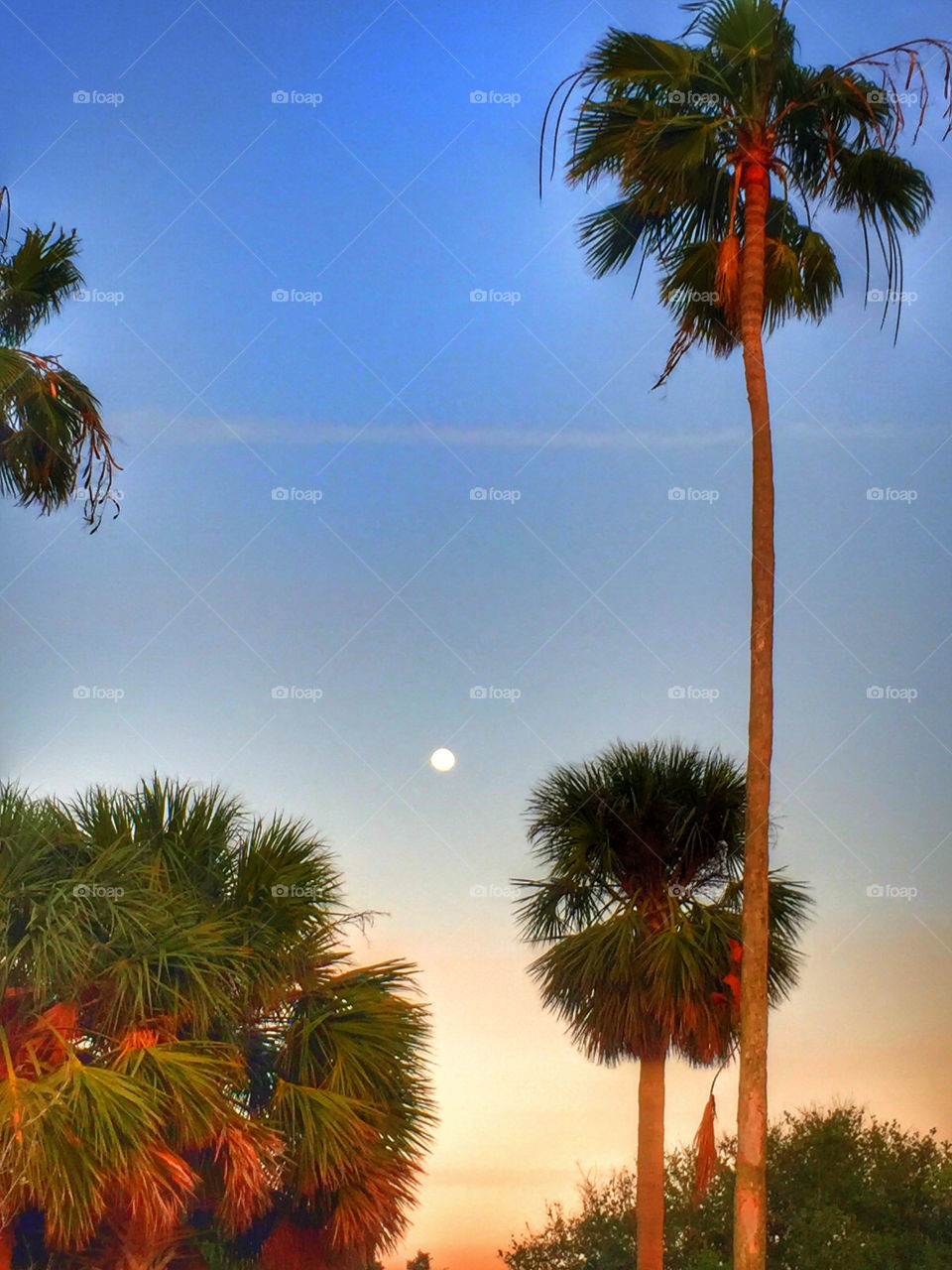 Palm tree against sky