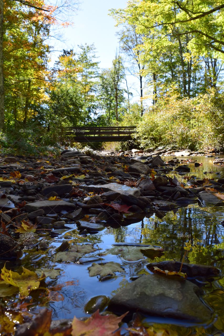 Scenic view of stream