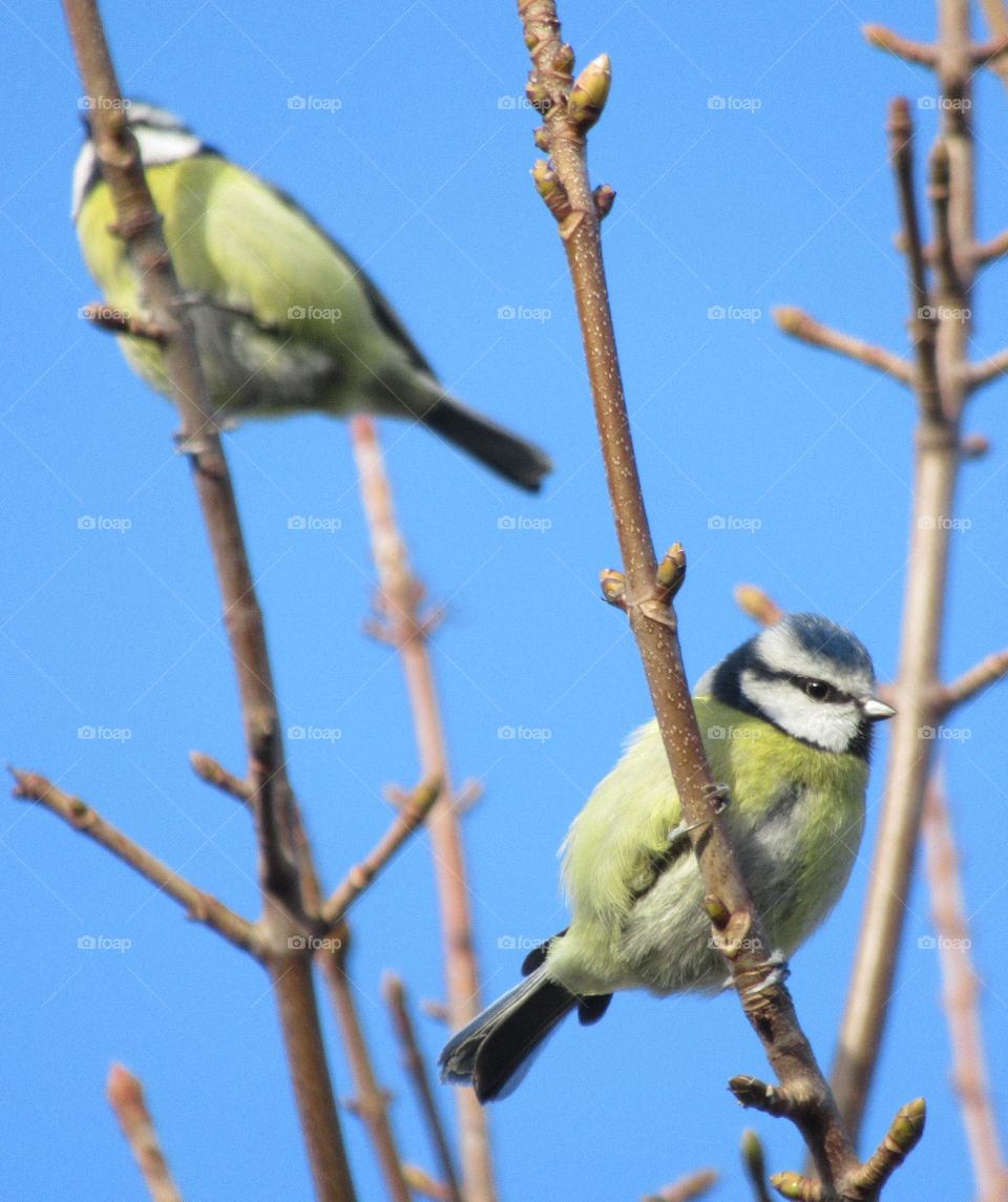 Blue tits perched on a branch with blue sky in background