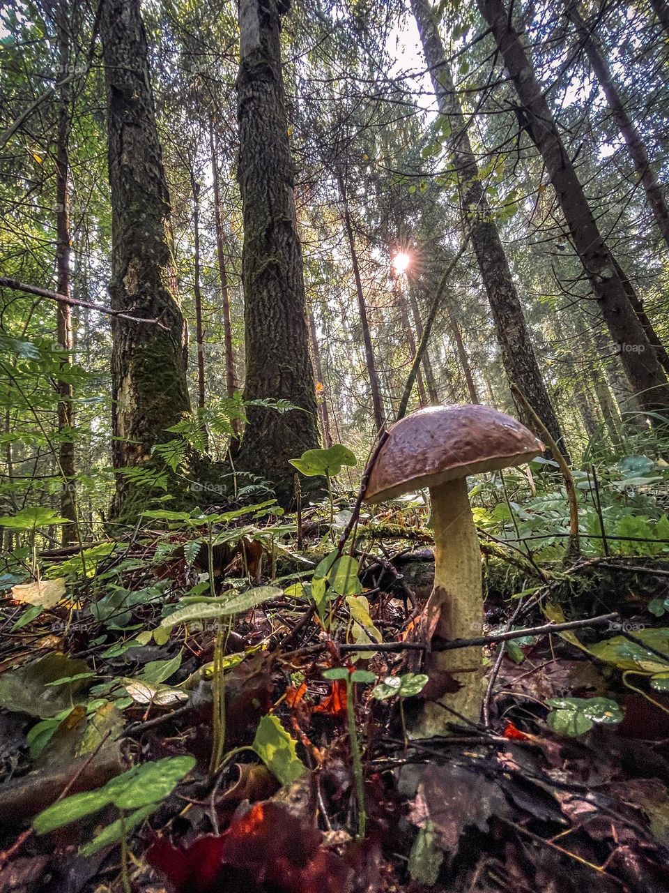 mushroom in autumn forest