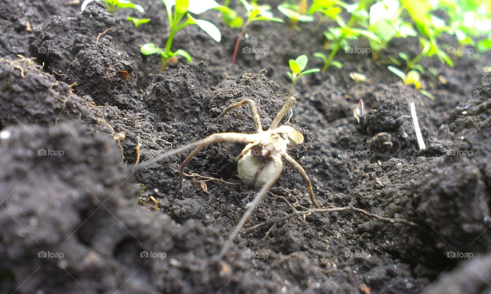 Soil, Ball Shaped, Little, Ground, Nature