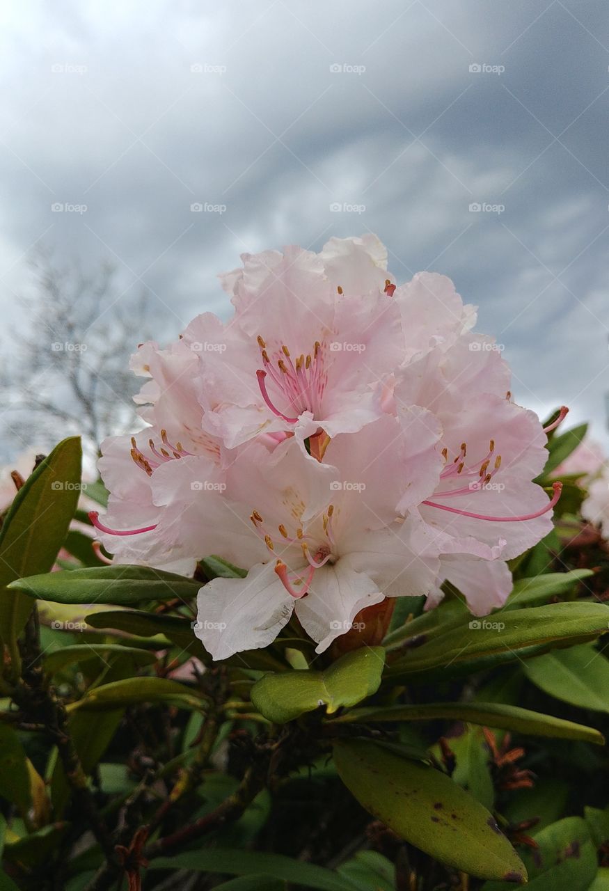 rosa blühen blume Blüte