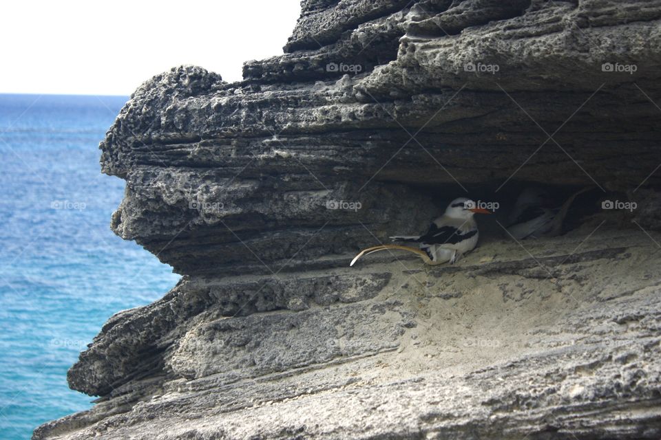 Cliff Birds. Island Escape. Perched by the ocean. Bermuda. Taken May 2014.