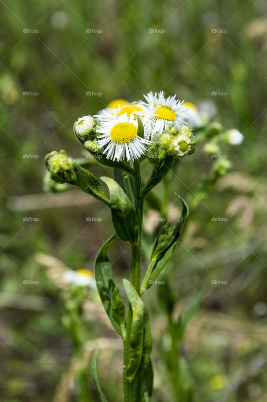 Wild aster