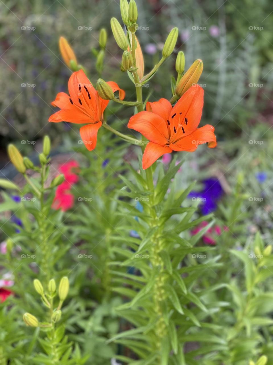 Summer Flowers