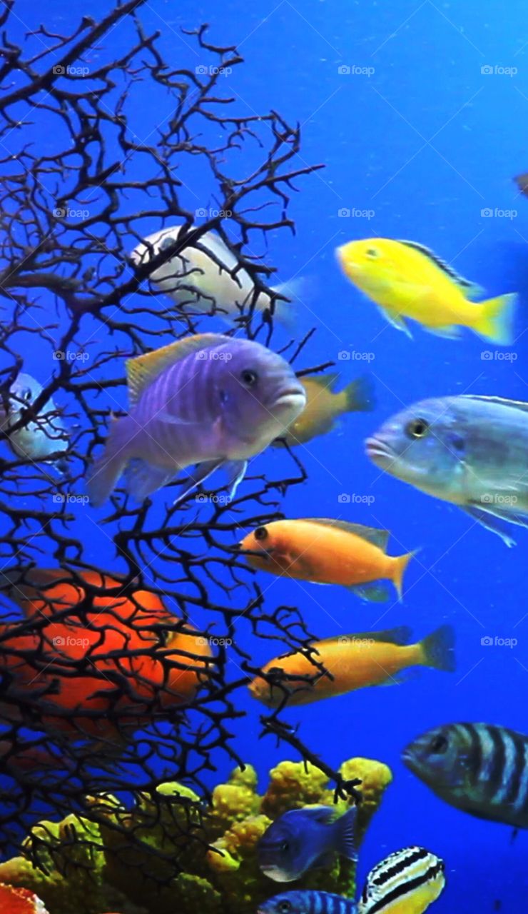 Colorful Aquarium 