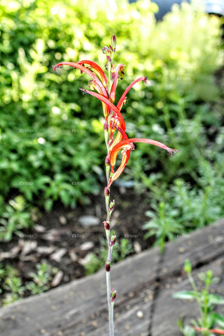 Nature's unique blossoms