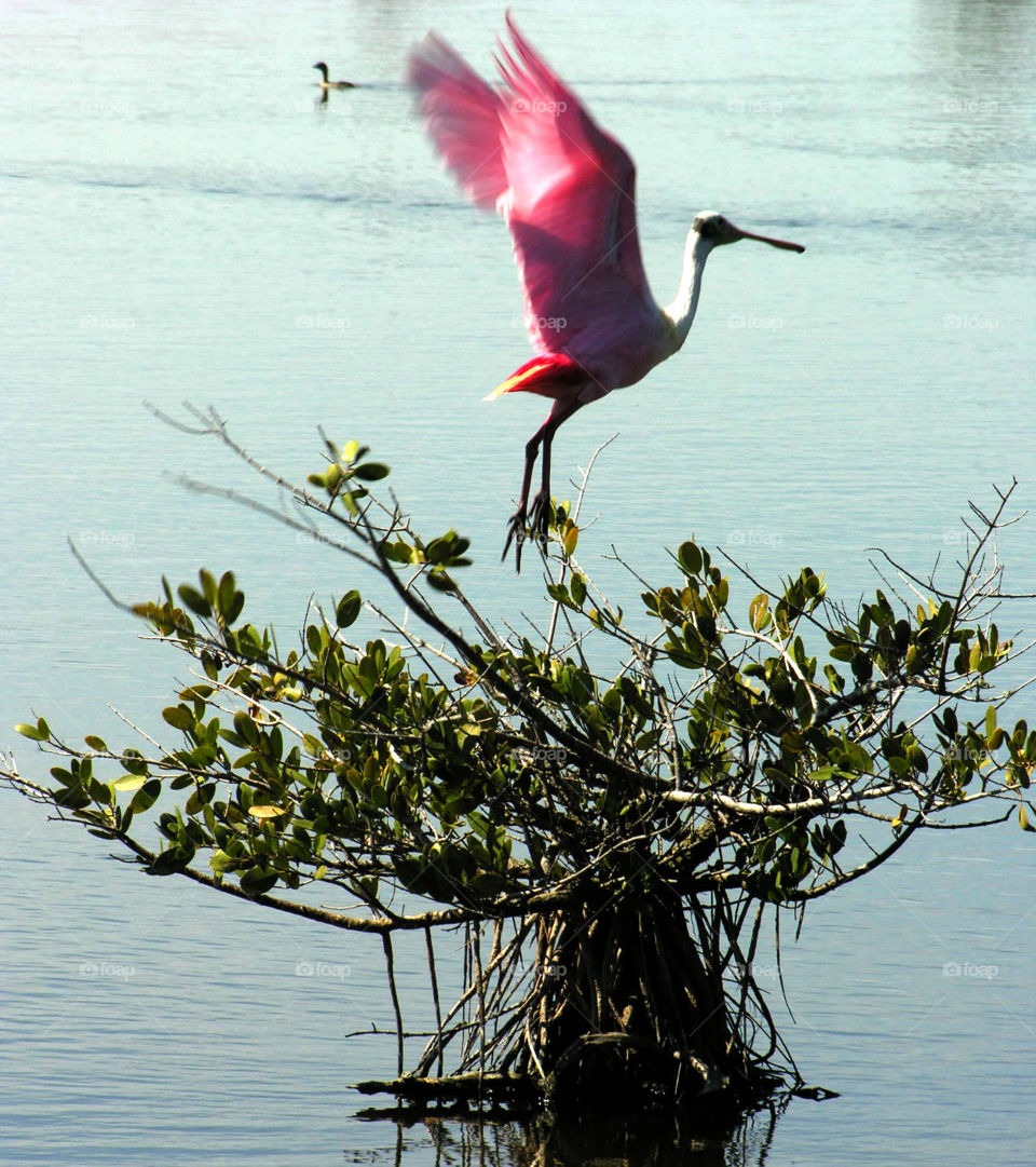 Roseate Spoonbill 