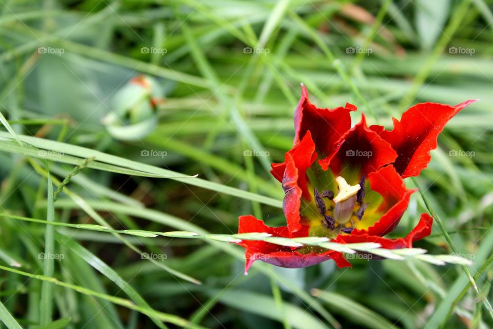 beautiful floral splendor