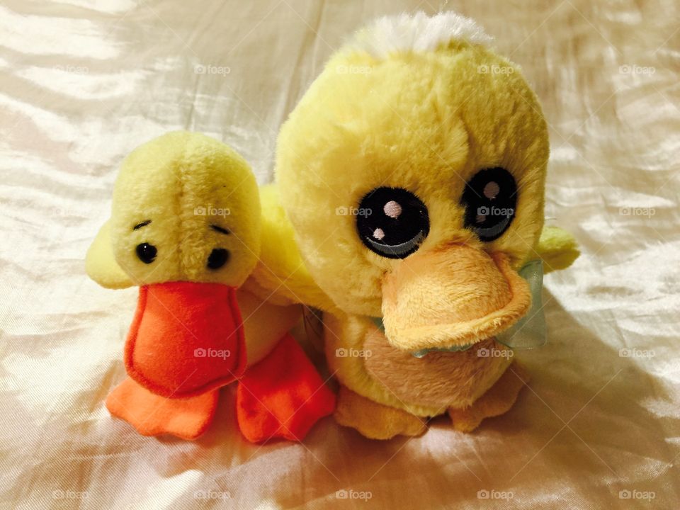 My ducks