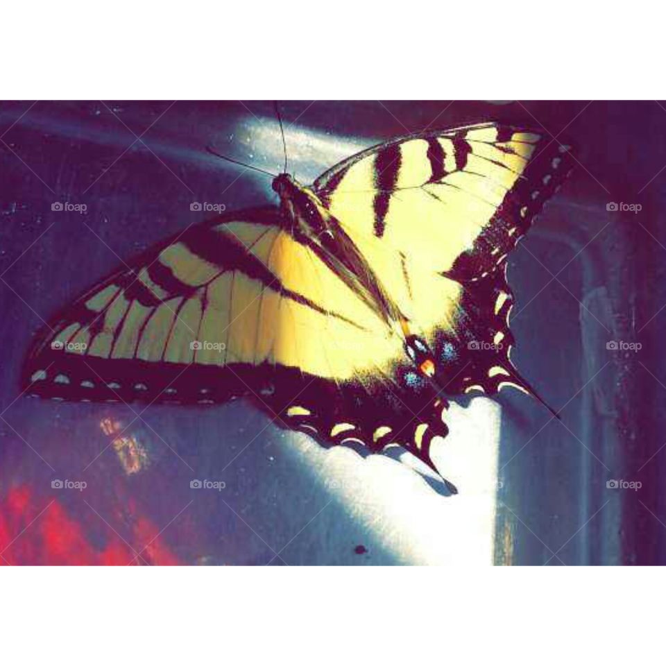 butterfly . I love it