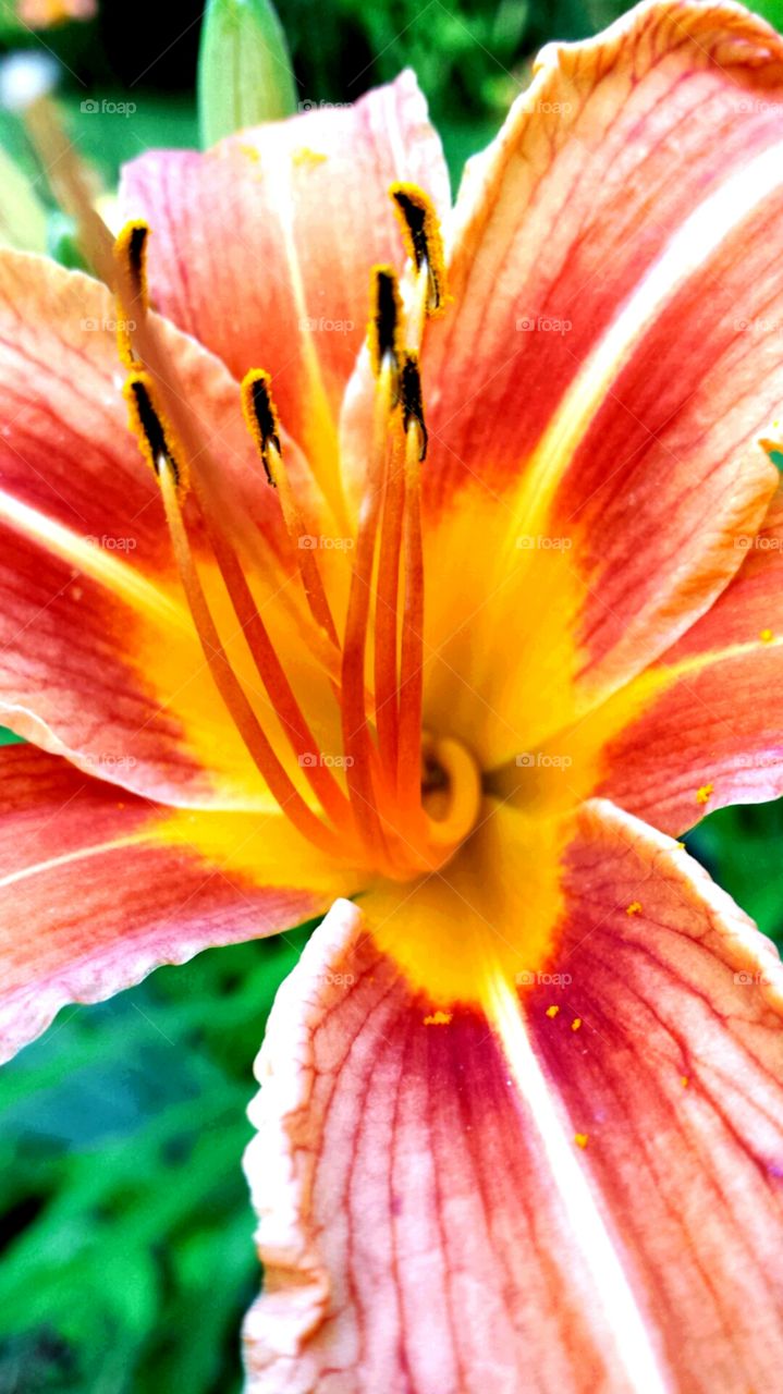 For the love of Yellow . a yellow and orange explosion!