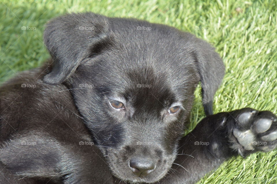 labrador retriever puppy
