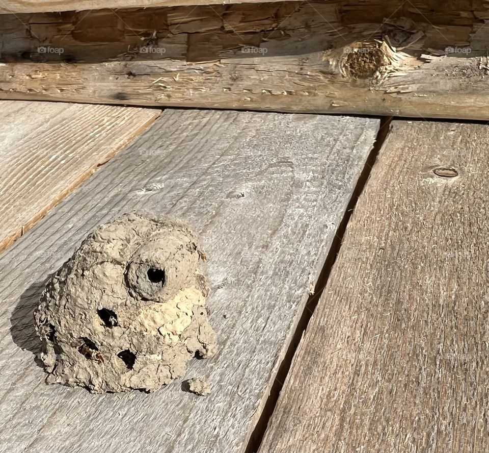 Mud Dauber Nest