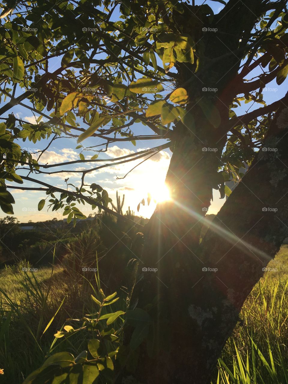 A very beautiful sunrise in Jundiaí, interior of Brazil, showing the inspiring Monday! / Um amanhecer muito bonito em Jundiaí, interior do Brasil, mostrando a segunda-feira inspiradora!