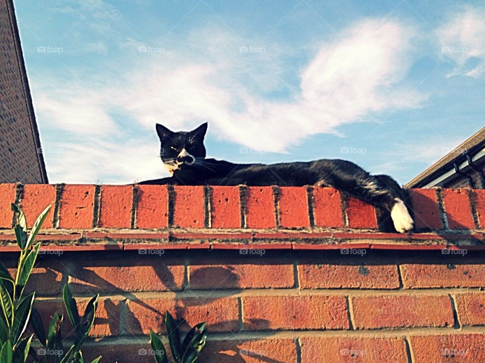 Lazy cat on wall
